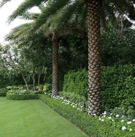 مقاول غرس جميع انواع الاشجار في الرياض